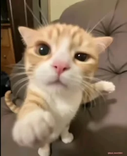 Телеграм стикер 😡 Reiney