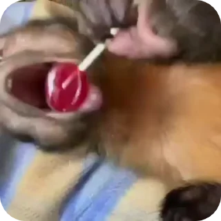 Video sticker 🐒 Jynx V2 :: @fStikBot