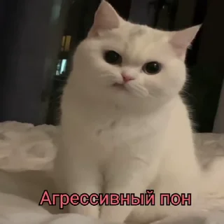 Video sticker 🤬 пон