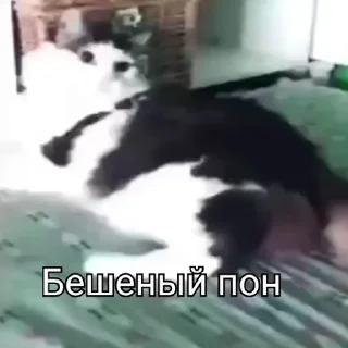 Video sticker 🥵 пон