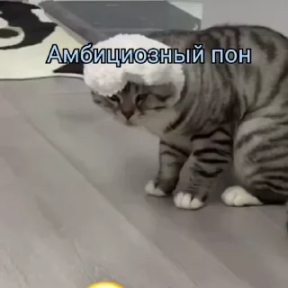 Video sticker 😎 пон