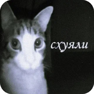 Video sticker 😤 моя какашечка by @gggor0h