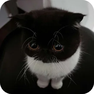 Telegram sticker 🐱 Диван сосал? :: @fStikBot