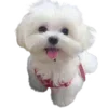 Video sticker 🐶 @Puriya73 :: @fSti...