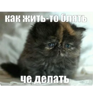 Telegram sticker 🐱 Мир без смешариков | @MGTphone :: @fStikBot