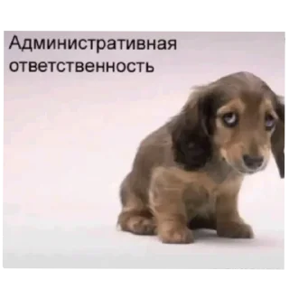 Telegram sticker 🐶 Мир без смешариков | @MGTphone :: @fStikBot