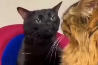 Video sticker 🖤 High