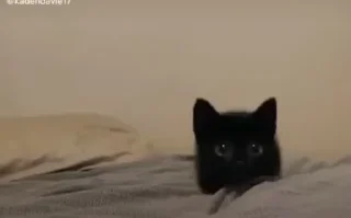 Video sticker 🖤 High