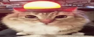 Video sticker 🌟 Луна the кошка