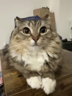 Video sticker 🌟 Луна the кошка