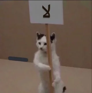 Video sticker 😼 عتوي معترض