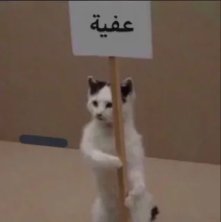 Video sticker 😼 عتوي معترض