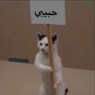 Telegram sticker 😼 عتوي معترض