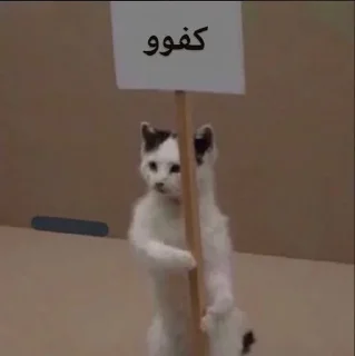Telegram sticker 😼 عتوي معترض