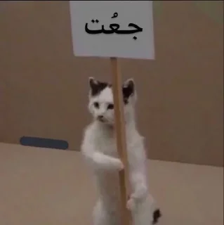 Telegram sticker 😼 عتوي معترض