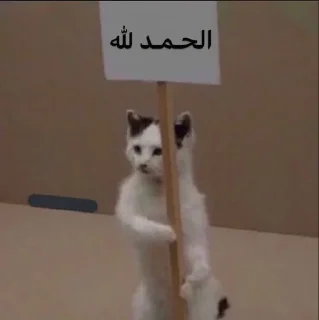 Telegram sticker 😼 عتوي معترض