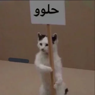 Telegram sticker 😼 عتوي معترض