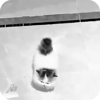 Video sticker 🌟 cat | @vhellm :: @fStikBot