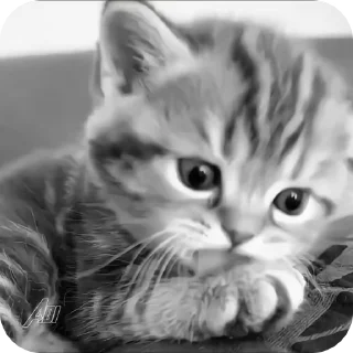 Video sticker 🌟 cat | @vhellm :: @fStikBot