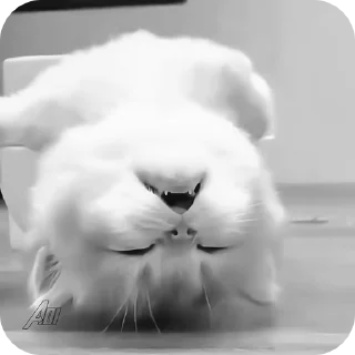 Video sticker 🌟 cat | @vhellm :: @fStikBot