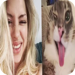 Telegram sticker 🐱 Perfect