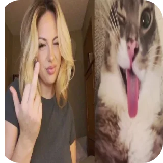 Video sticker 🐱 Perfect