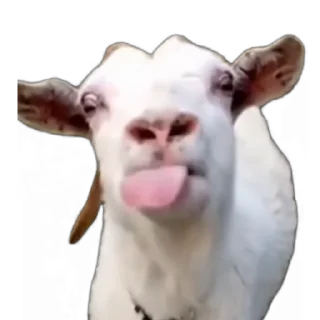 Video sticker 🤌 TikTok Animals 2 by @tt_digest