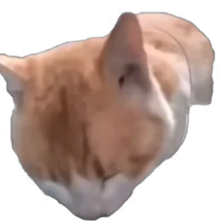 Video sticker 😐 TikTok Animals 2 by @tt_digest