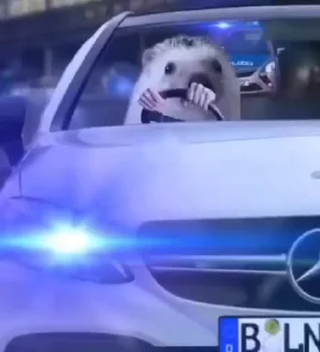 Video sticker 🚔 Jmoja :: @fStikBot