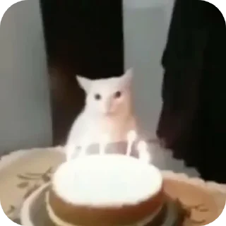 Video sticker 🐱 Аррррраасионаол