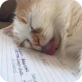 Sticker 🐶 Аррррраасионаол