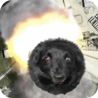 Video sticker 🐶 Аррррраасионаол