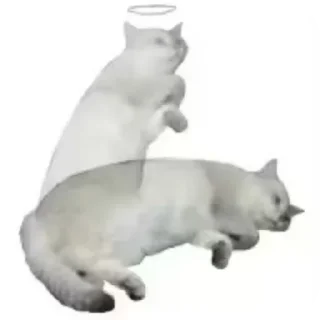 Video sticker ✋ Аррррраасионаол