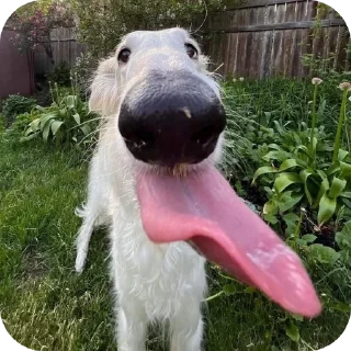 Telegram sticker 🐶 Аррррраасионаол