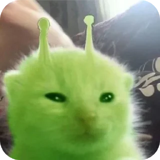 Telegram sticker 🐱 Аррррраасионаол