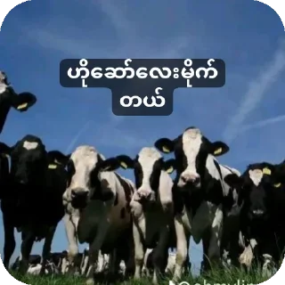 Телеграм стикер 🐄 မင်းတုန်းမင်းမူပိုင်