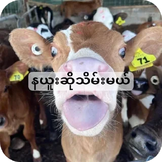 Video sticker 🧸 မင်းတုန်းမင်းမူပိုင်