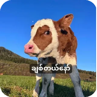 Телеграм стикер 🐶 မင်းတုန်းမင်းမူပိုင်