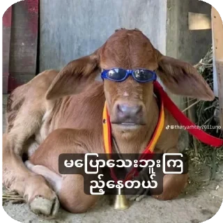 Телеграм стикер 🐶 မင်းတုန်းမင်းမူပိုင်