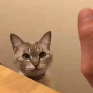 Video sticker 🥰 Set #088 @LeonMagnum