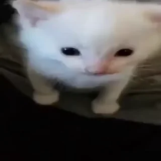 Sticker 😫 ебать кот ахуенный :: @fStikBot