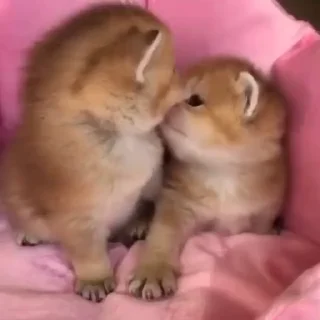 Telegram sticker 🎀 ебать кот ахуенный :: @fStikBot
