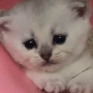 Telegram sticker ☹️ ебать кот ахуенный :: @fStikBot