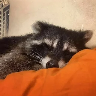 Telegram sticker 😴 ~еноты~ :: @fStikBot
