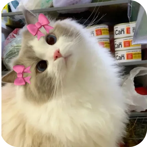 Telegram sticker 🐱 @sexy_kittu  #𝗣𝗥𝗢 𝗞𝗜𝗧𝗧𝗨♡︎