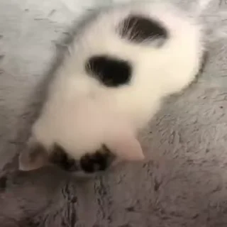 Video sticker ❤ ✿• R ɒ|ɘiᴎɒᗡ