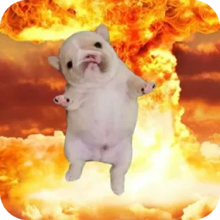 Video sticker 🐶 Больше стиков тут: @stikery4