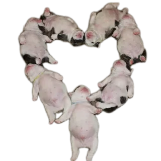 Telegram sticker 🐶 Больше стиков тут: @stikery4