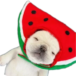 Video sticker 🧸 Больше стиков тут: @stikery4