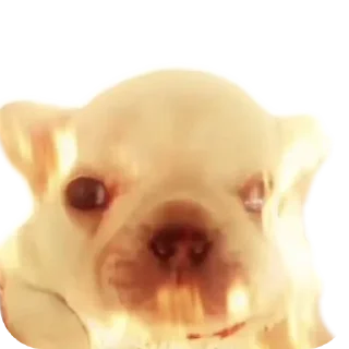 Video sticker 🐶 Больше стиков тут: @stikery4